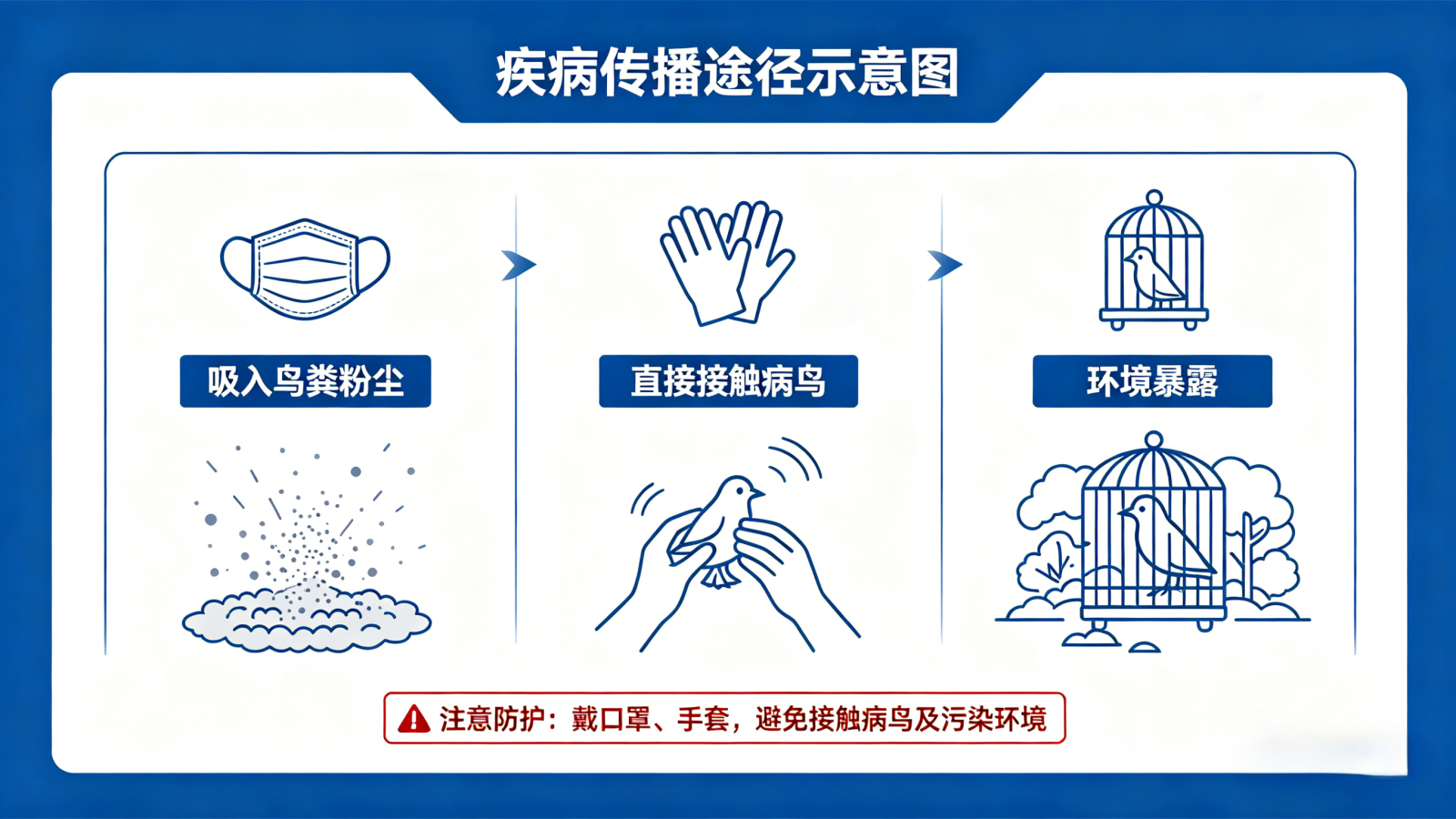 鹦鹉热医学科普海报生成 (1).png 鹦鹉热医学科普海报生成 (1).png